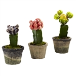 Colorful Cactus (Set of 3)