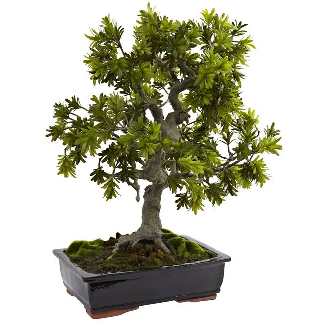 Giant Podocarpus w/Mossed Bonsai Planter