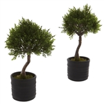 Cedar Bonsai w/Planter (Set of 2)