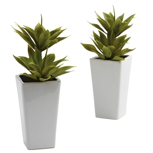 Double Mini Agave w/Planter (Set of 2)