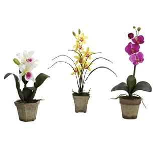 Potted Orchid Mix (Set of 3)