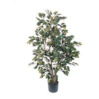 4' Ficus Silk Tree