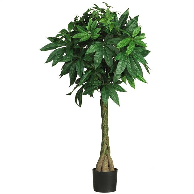 51" Money  Silk Tree