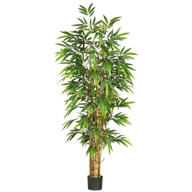 6' Belly Bamboo Silk Tree