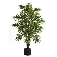 3’ Areca Palm Tree