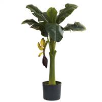 3’ Banana Tree