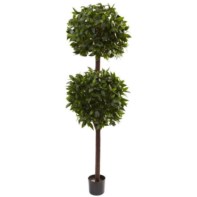 6’ Sweet Bay Double Ball Topiary