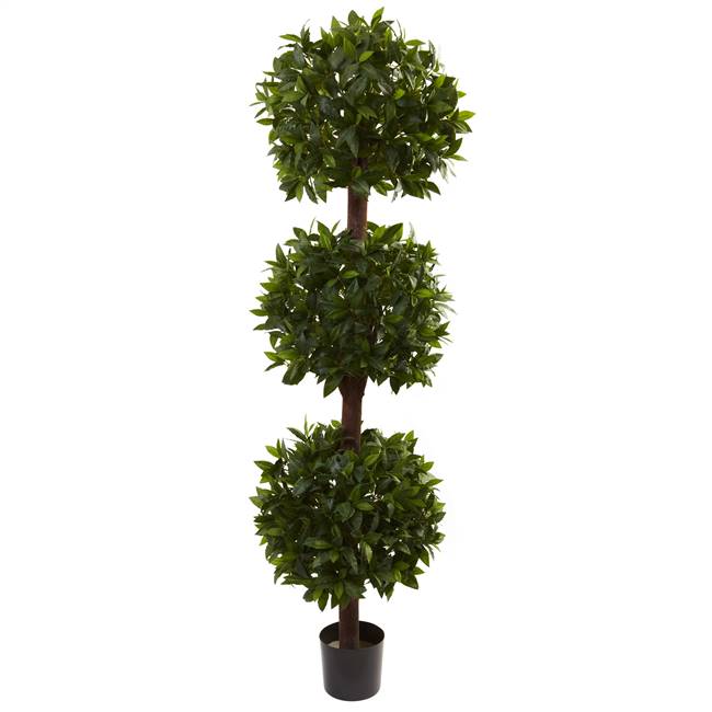 6.5’ Sweet Bay Triple Ball Topiary