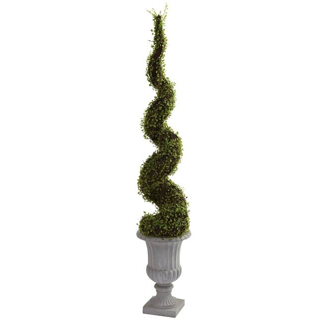 Mohlenbechia Spiral Tree w/Decorative Urn