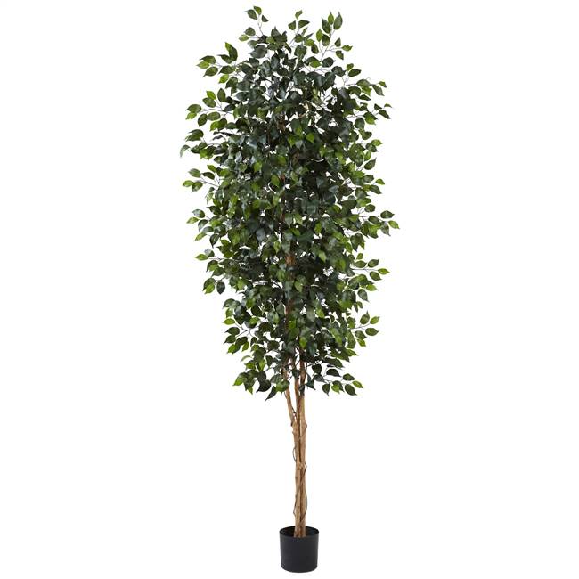 8’ Ficus Tree w/1512 Lvs