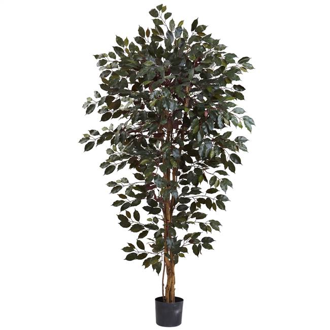6’ Capensia Ficus Tree x 3 w/1008 Lvs
