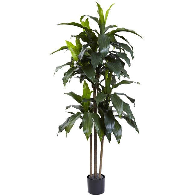 5’ Dracaena Plant UV Resistant (Indoor/Outdoor)