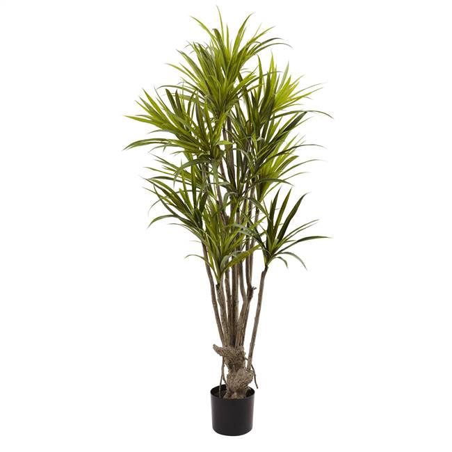 5’ Dracaena Silk Tree