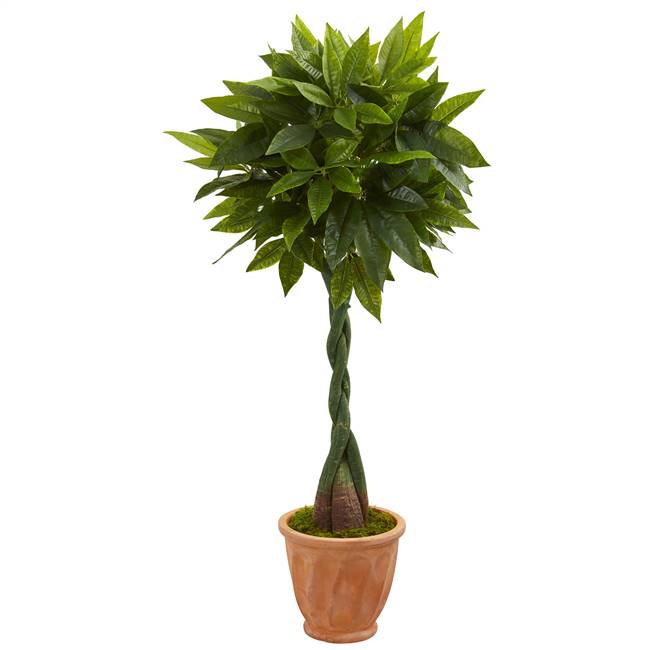 5’ Money Artificial Tree in Terracotta Planter (Real Touch)
