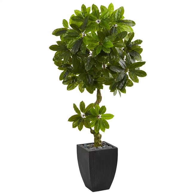 5.5’ Schefflera Artificial Tree in Black Wash Planter UV Resistant (Indoor/Outdoor)