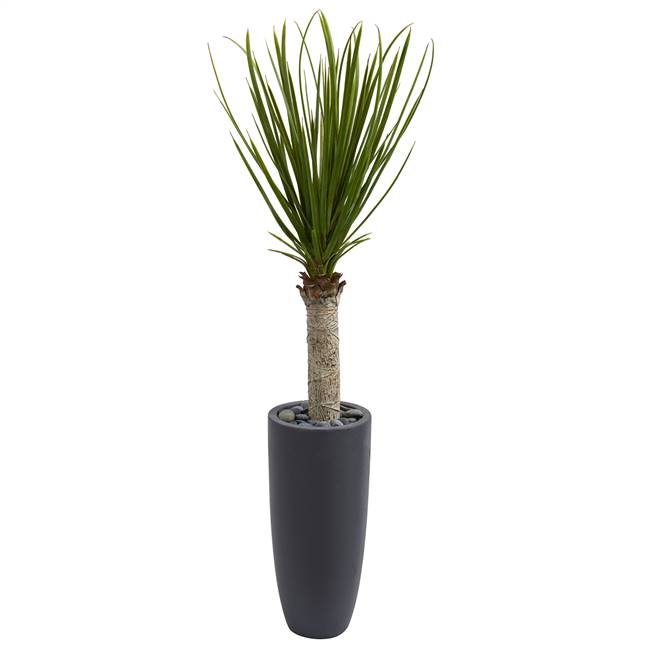 4’ Yucca Tree in Gray Cylinder Planter
