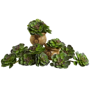 6” Echeveria Succulent (Set of 12)