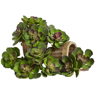 5” Echeveria Succulent Plant (Set of 12)