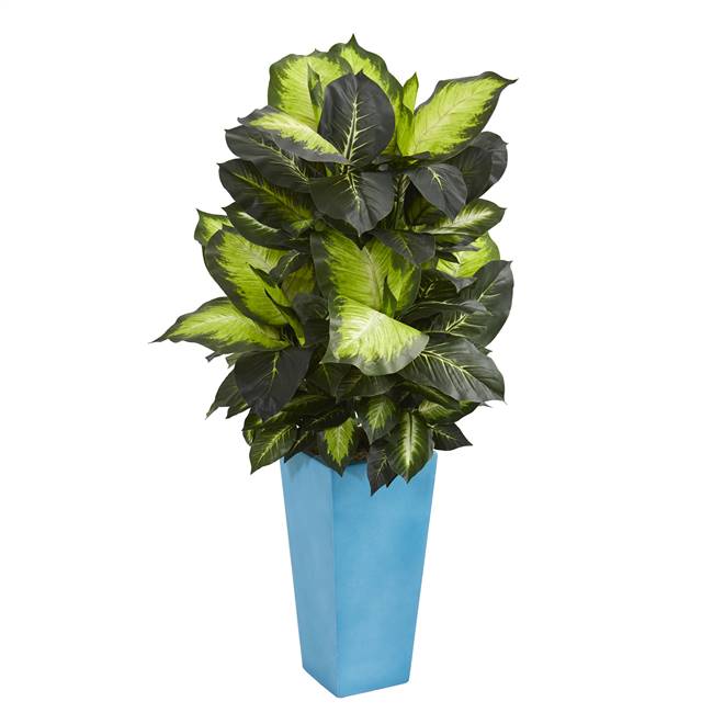 4.5’ Golden Dieffenbachia in Turquoise Planter