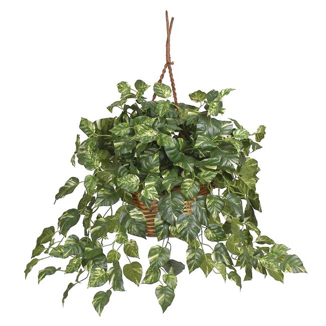 Pothos Hanging Basket Silk Plant