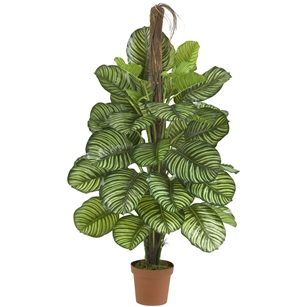 52" Calathea Silk Plant (Real Touch)