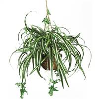 Spider Hanging Basket Silk Plant