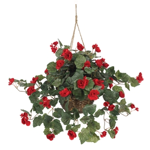 Begonia Hanging Basket