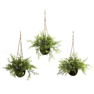 Ruscus, Sedum & Springeri Hanging Basket (Set of 3)