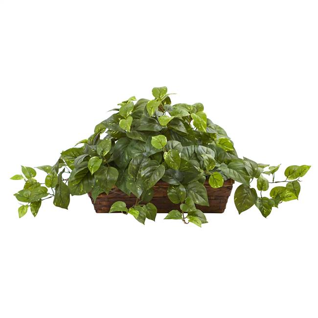 Pothos w/Ledge Basket