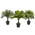 Areca, Fountain & Banana Palm (Set of 3)