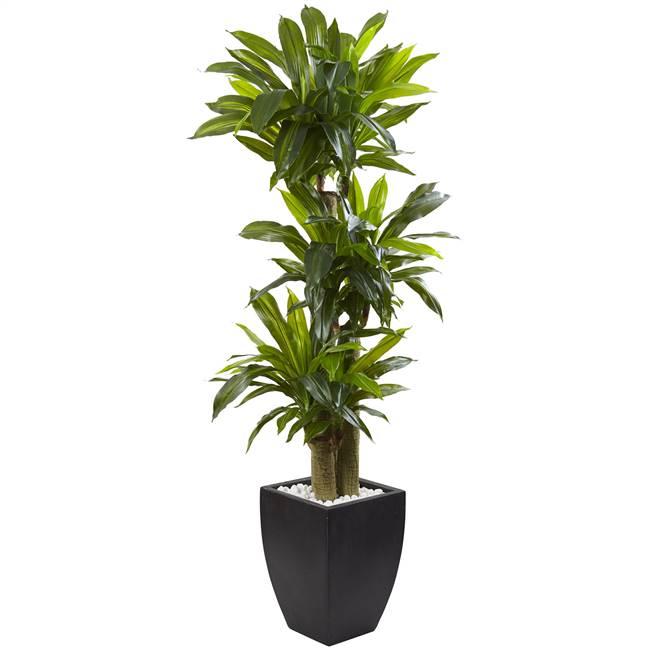 5.5’ Corn Stalk Dracaena with Black Wash Planter