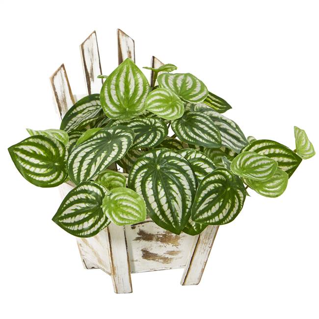 8” Watermelon Peperomia Artificial Plant in Chair Planter (Real Touch)