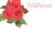 "With Deepest Sympathy" Roses Enclosure Cards (pack of 50)