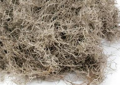 Moss4U Real Spanish Moss Approx 5 lbs Boxed, Cleaned
