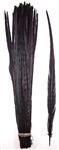 Dyed Black Ringneck Pheasant Tail Feathers 20"-22" (Pack of 100)