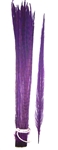 Dyed Purple Ringneck Pheasant Tail Feathers 20"-22" (Pack of 100)
