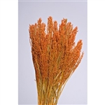 Canary Grass, Autumn Color, 24" 1 Bunch