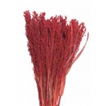 Canary Grass, Red, 24" 1 Bunch