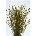 Canary Grass, Yellow, 24" 1 Bunch