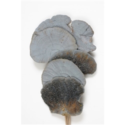 Mushroom Sponge 16", Gray Wash, 6pc/Bunch