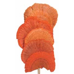 Mushroom Sponge 16", Orange, 6pc/Bunch