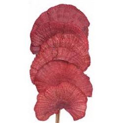 Mushroom Sponge 16", Red, 6pc/Bunch