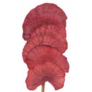 Mushroom Sponge 16", Red, 6pc/Bunch