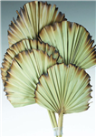 Palm Leaves, Burnt Tips, Natural 5" x 20", 5pc/Bunch