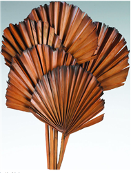 Palm Leaves, Burnt Tips, Spice 5" x 20", 5pc/Bunch