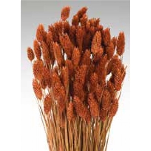 Phalaris, Burnt Oak, 4oz/Bunch