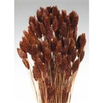 Phalaris, Chocolate, 4oz/Bunch