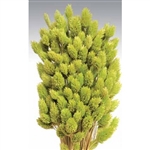 Phalaris, Light Green, 4oz/Bunch