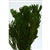Platyspermum Foliage, Preserved, Natural Green, 5oz Bunch