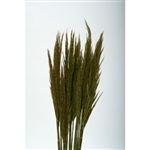 Plume Reed, Preserved Natural Green, 1 Bunch